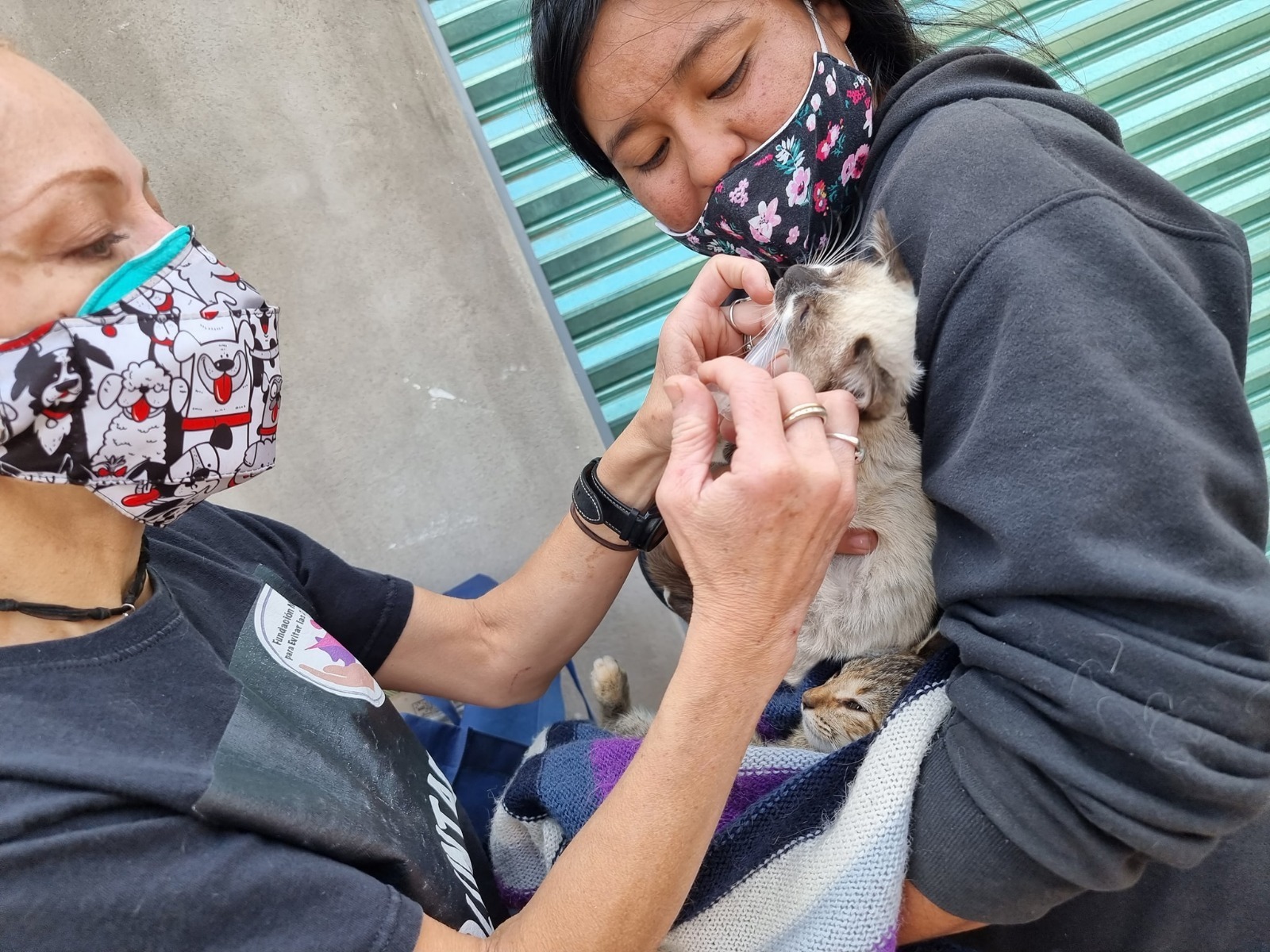 Advierte GEM que después de la temporada navideña, el número de perros abandonados incrementa significativamente